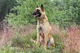 MALINOIS 523